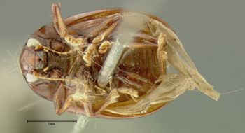 Media type: image;   Entomology 7415 Aspect: habitus ventral view